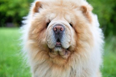 Kabarık Chow Chow köpek