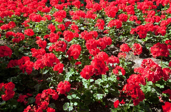 Krásné červené květy — Stock fotografie