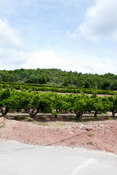 Scenic orange orchard — Stock Photo, Image