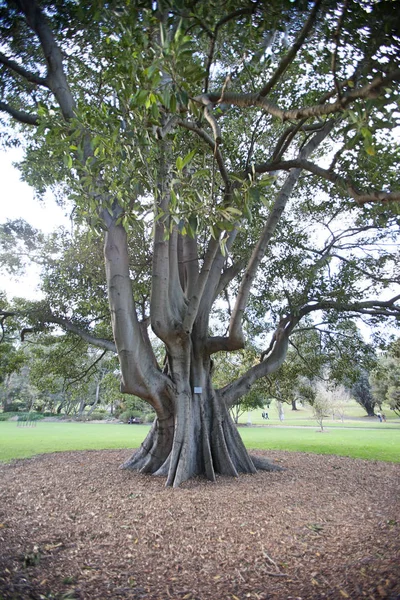 Large tree in botanical garden — Stock Photo, Image