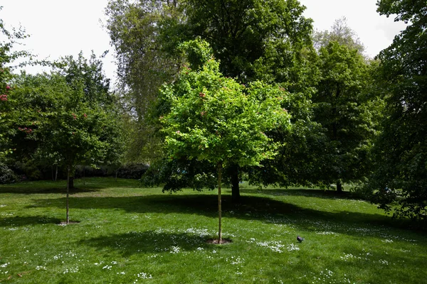 Małe drzewa w parku — Zdjęcie stockowe