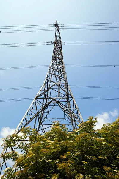 Electricity Pylon above trees — Stock Photo, Image