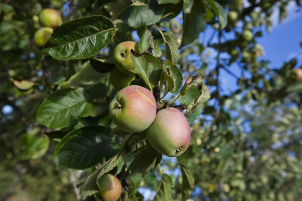 Μήλα ωρίμανσης σε δέντρο — Φωτογραφία Αρχείου