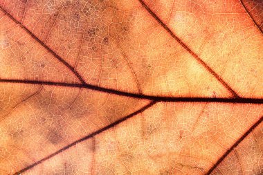 sonbahar yaprak arka plan