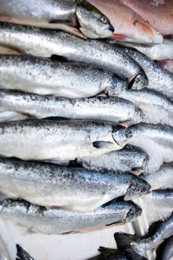 taze balık yakaladı