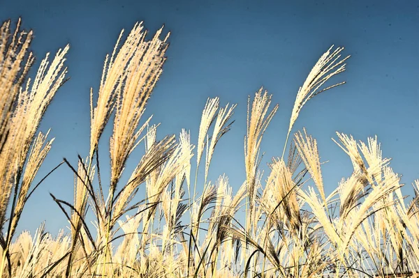 Campo di grano d'orzo dorato — Foto Stock