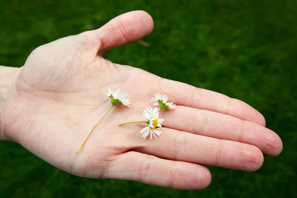 Fresh daisies in the palm — Stock Photo, Image