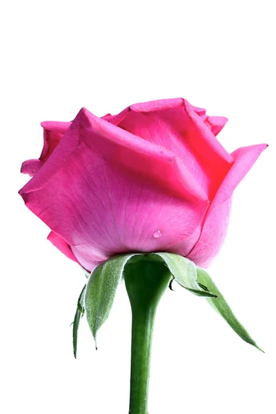 Pink rose flower — Stock Photo, Image