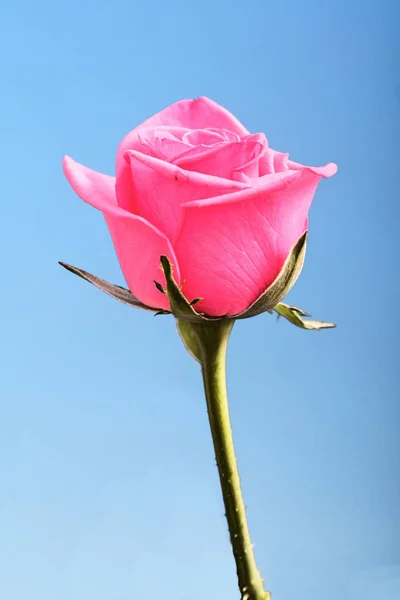 Close-up of pink rose — Stock Photo, Image