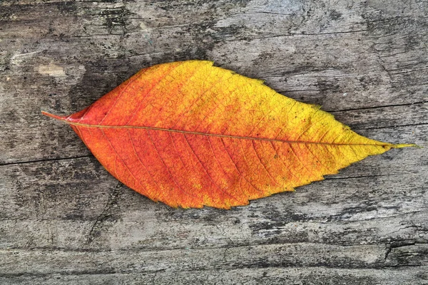 Close-up of autumn leaf — Stock Photo, Image