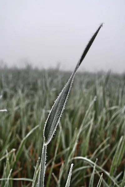 Erba congelata sul prato — Foto Stock