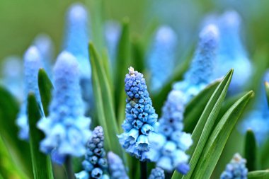 Mavi Muscari çiçekleri