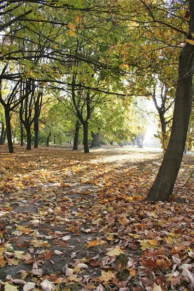 Herfst kleuren in het park — Stockfoto