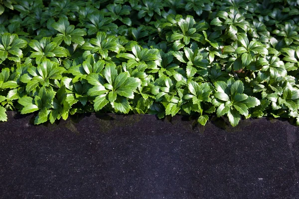 Green plants in field — Stock Photo, Image