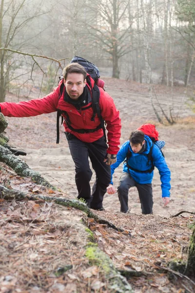 Caminantes trekking en el bosque —  Fotos de Stock