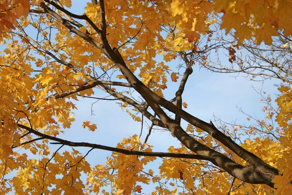 Herbst im schönen Park — Stockfoto