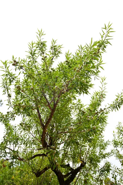 Almond tree branch — Stock Photo, Image