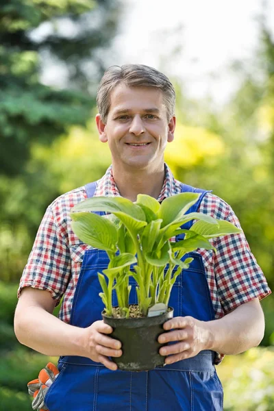Gardener holding potted plant — Stock Photo, Image