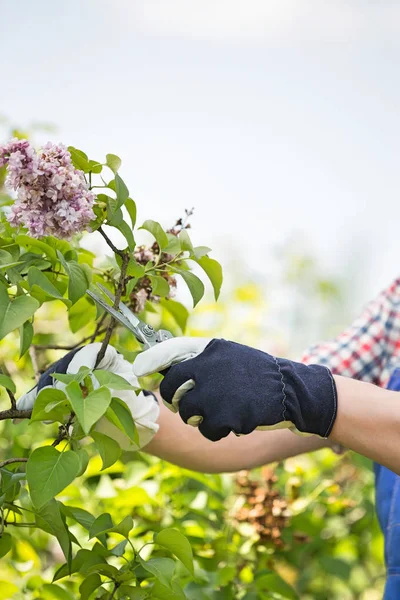 Gardener pruning branches — Stock Photo, Image