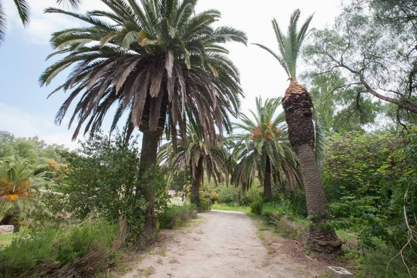 Drumul dintre palmieri — Fotografie, imagine de stoc