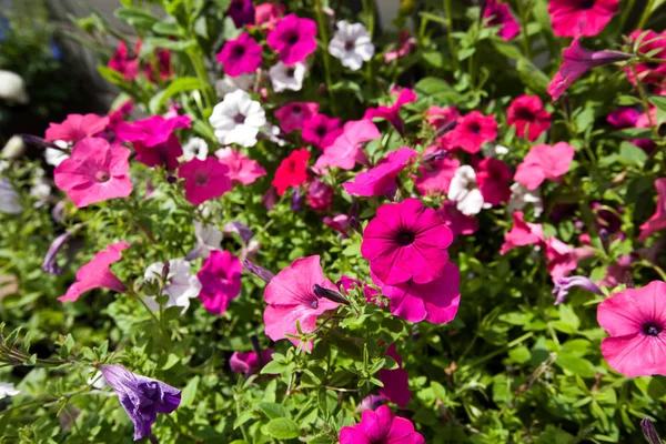 Virágok virágzó park — Stock Fotó