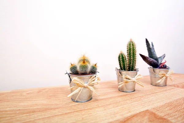 Variedad de cactus en macetas — Foto de Stock