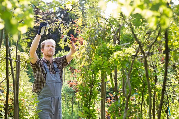 Man clipping branches — Stock Photo, Image