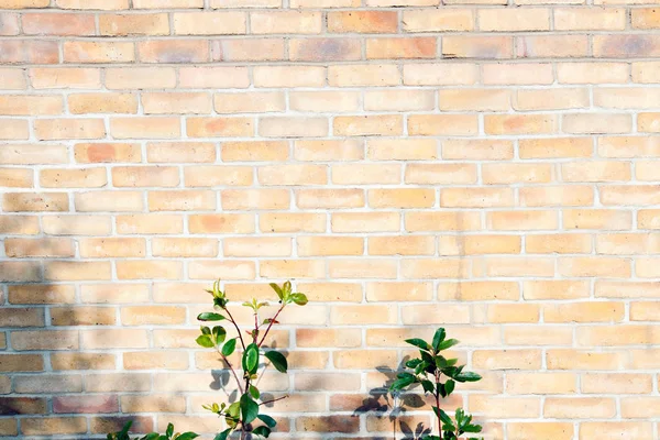 Tuğla duvar üzerinde bitki — Stok fotoğraf