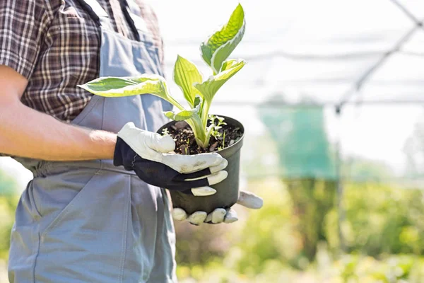 Tuinman houden ingegoten plant — Stockfoto