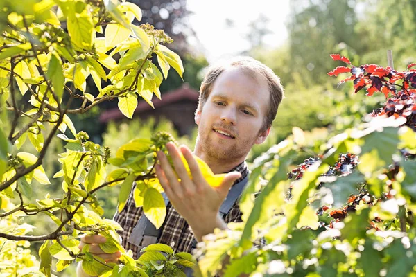 Jardinero examinando hojas — Foto de Stock
