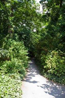 Yol boyunca büyüyen ağaçlar