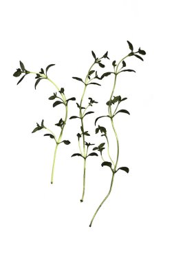 Taze kekiğin kapağını kapat