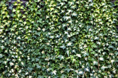 duvarda büyüyen yeşil sarmaşık