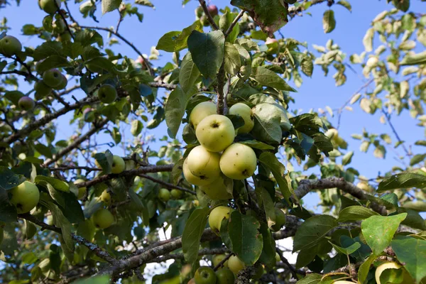 Apples growing on tree — Stock Photo, Image