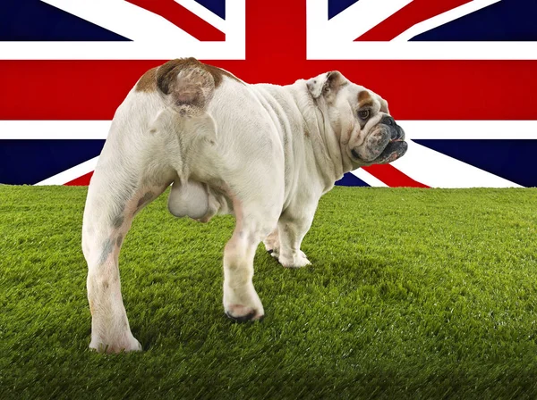 Bulldog británico hacia Union Jack — Foto de Stock