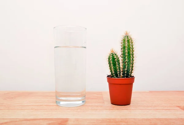 Kaktus nära glas vatten — Stockfoto