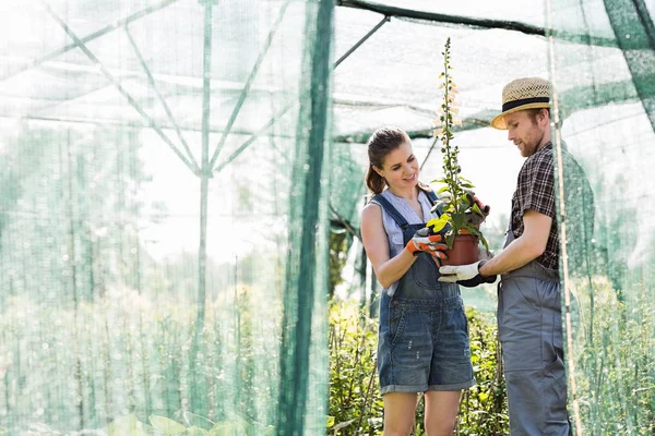 Gardeners discussing over potted plant — Stock Photo, Image