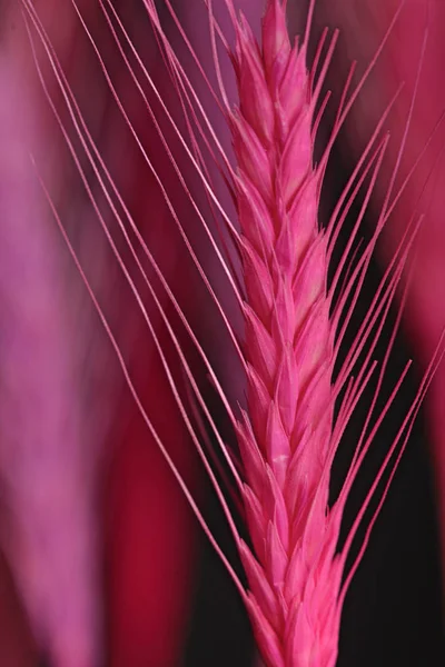 トウモロコシ、小麦のピンクの耳 — ストック写真