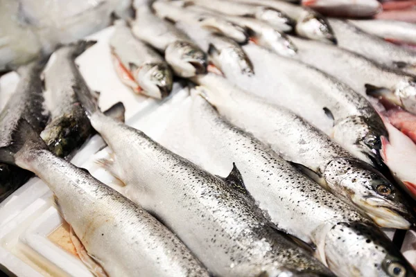 Nyfångad fisk på marknaden — Stockfoto