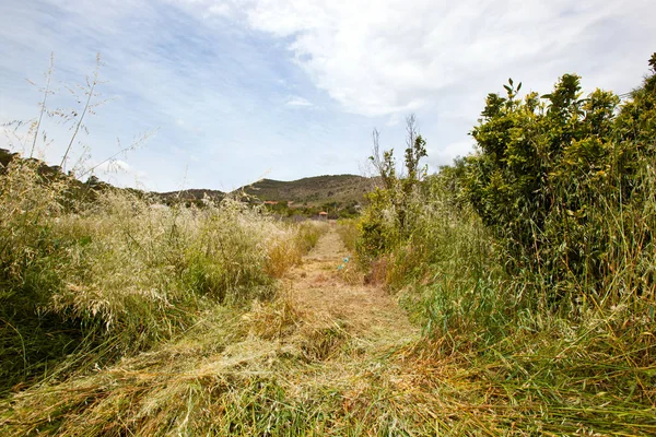 Chemin fauché à travers l'herbe longue — Photo