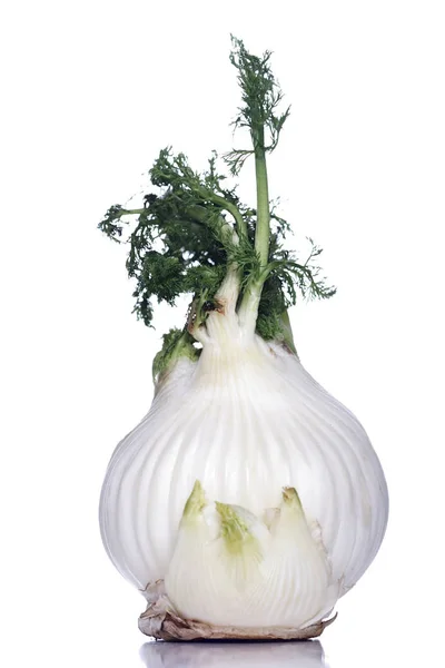 Studio shot of fennel root — Stock Photo, Image