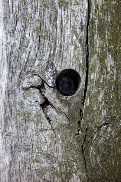 Tronc d'arbre avec trou — Photo
