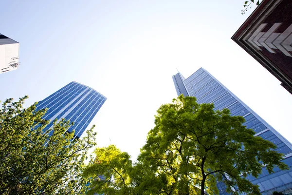 Skyscrapers seen through trees — Stock Photo, Image