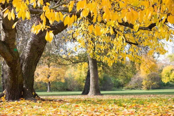 Herfst bomen in park — Stockfoto