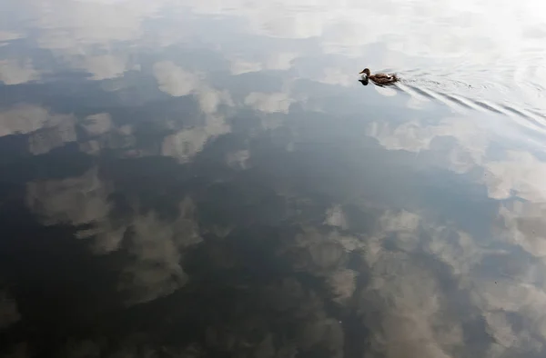 Canard nageant sur le lac — Photo