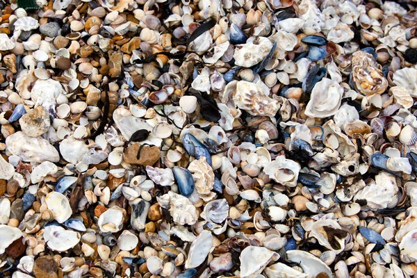 Conchas marinas en el fondo de la costa — Foto de Stock