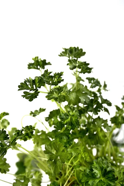 Fresh green parsley — Stock Photo, Image