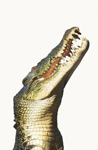 Veszélyes vad krokodil — Stock Fotó