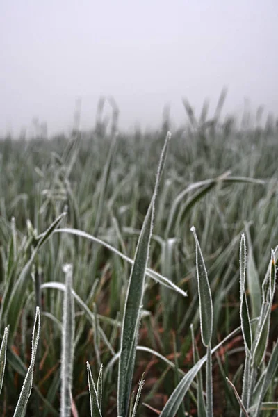 Bevroren gras op weide — Stockfoto