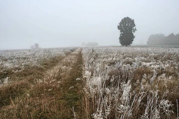 Bevroren gras op weide — Stockfoto